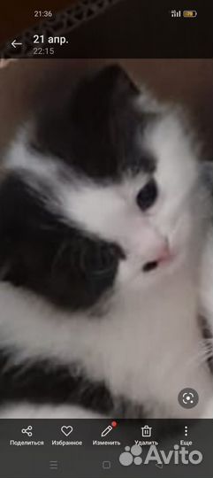 Вислоухие котята