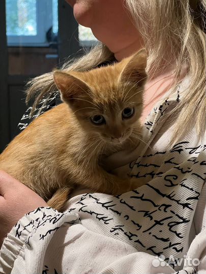 Рыжий котенок