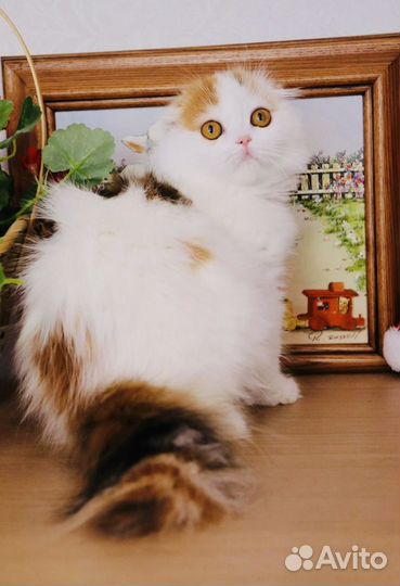 Шотландская вислоухая девочка Настя