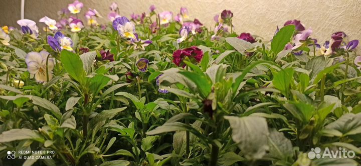 Пищевые цветы