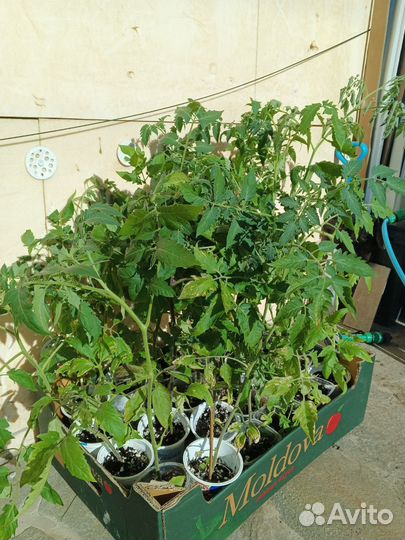 Земляника, томаты