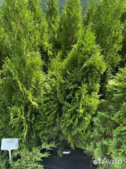Туя западная смарагд 1-1,2м