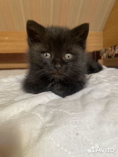 Котёнок пушистик