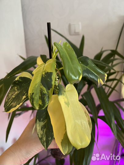 Филодендрон Виолин вар (Гитара)