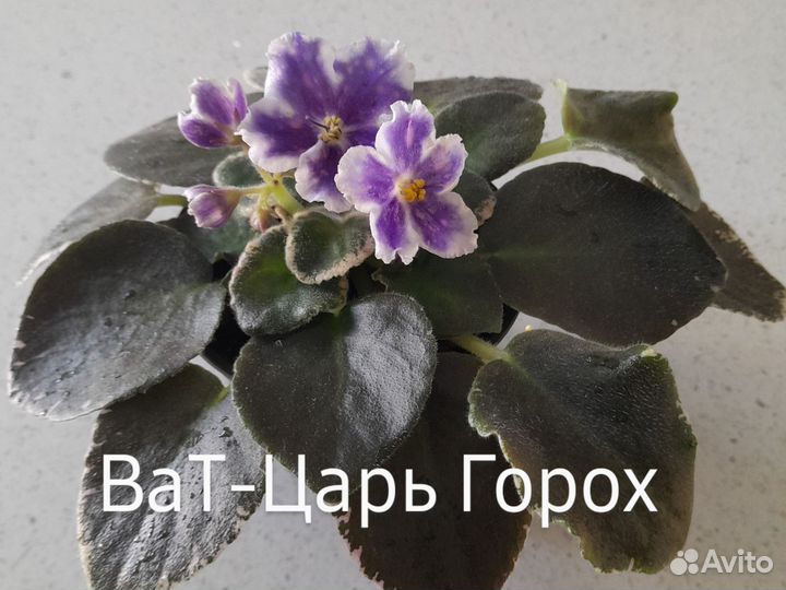 Черенки фиалок