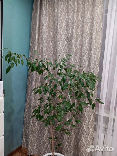 Фикус бенджамина