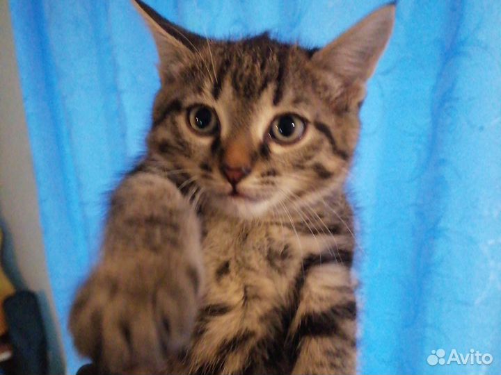 Тигрица кошка