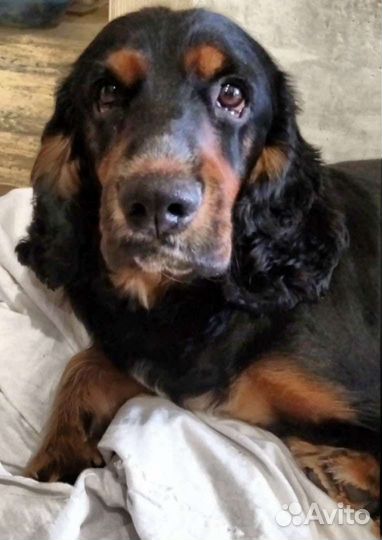 Вязка собак