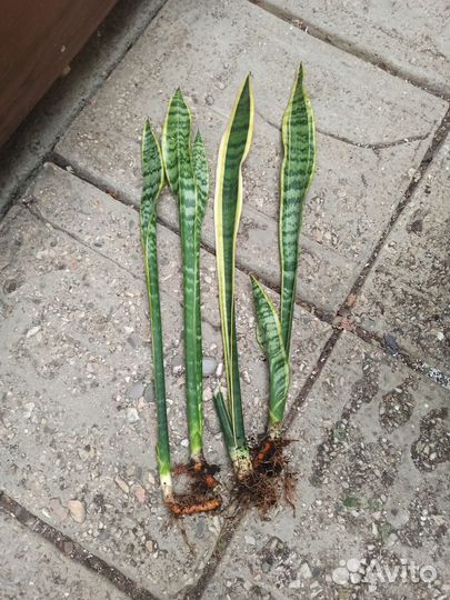 Сансевиерия