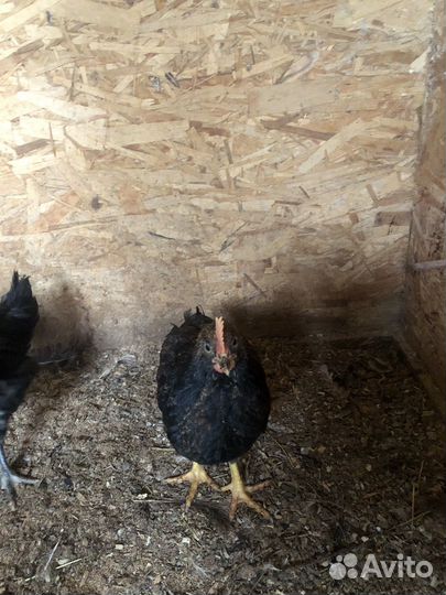 Продам петухов