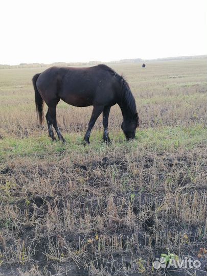 Лошади с жеребятами
