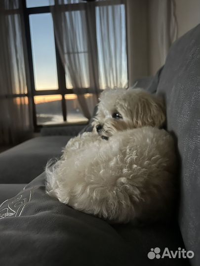 Кобель мальтипу шампань для вязки