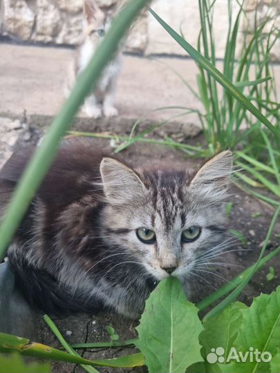 Котята в дар