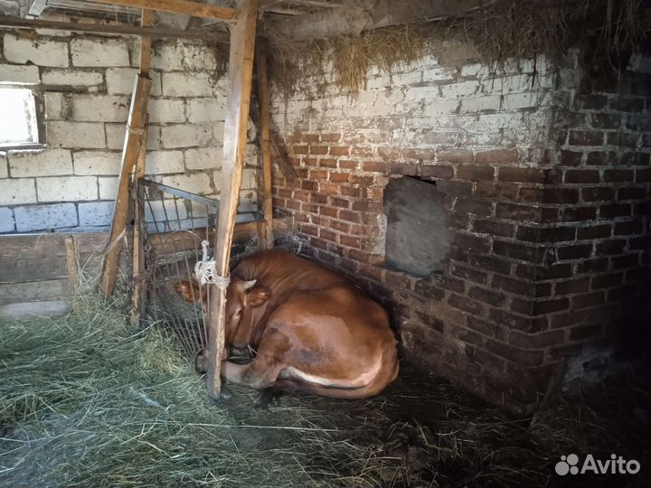 Телка 1.5 года