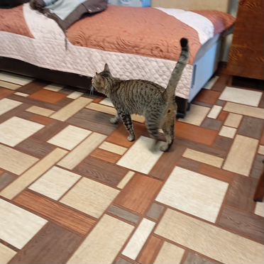 Европейский короткошёрстный, взрослый кот