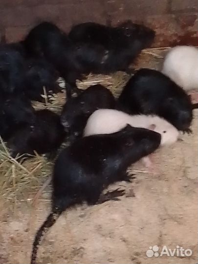 Нутрии продать