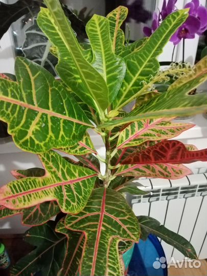 Замиокалькус