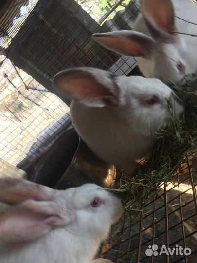 Калифорнийские кролики