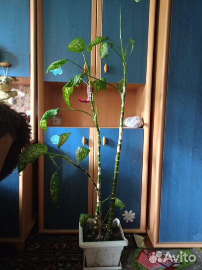 Диффенбахия