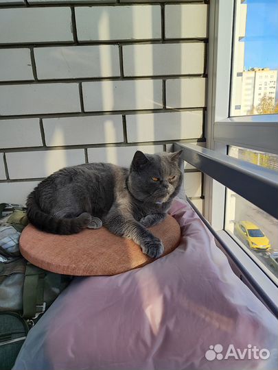 Принц-Шотландец