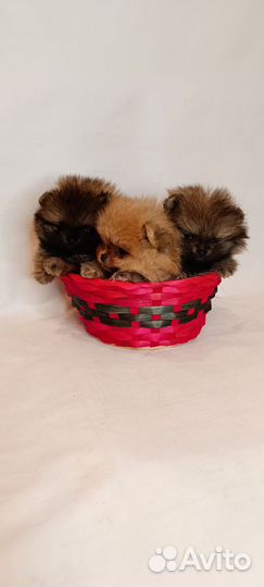 Мини мимики помы