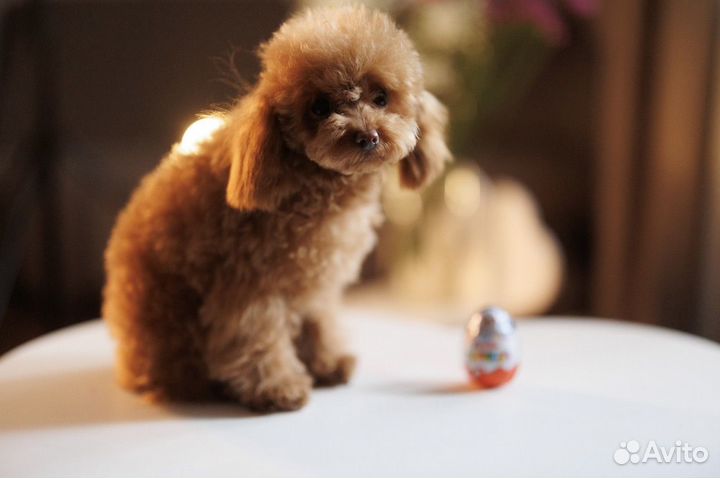 Тикап Тедди Пудель Китай