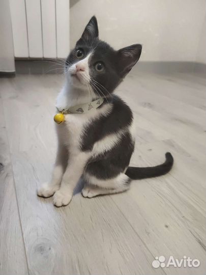 Лучшая кися в мире ищет маму и папу