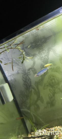 Красная шапочка