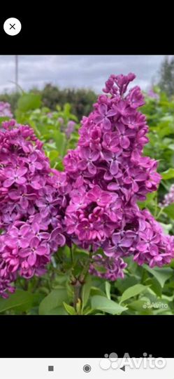 Многолетние цветы по 50р и по 100р