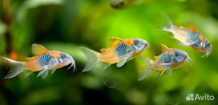 Продаются сомы Коридорасы - пылесосы аквариумов