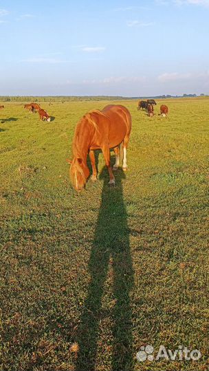 Продам кобыл