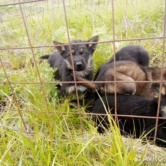 Немецкая овчарка