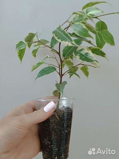 Фикус бенджамина