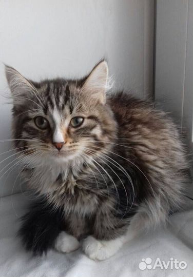 Котенок девочка