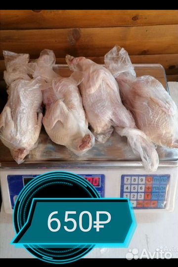 Техасец фараон (перепел)