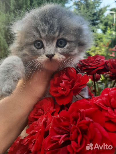 Продам котенка