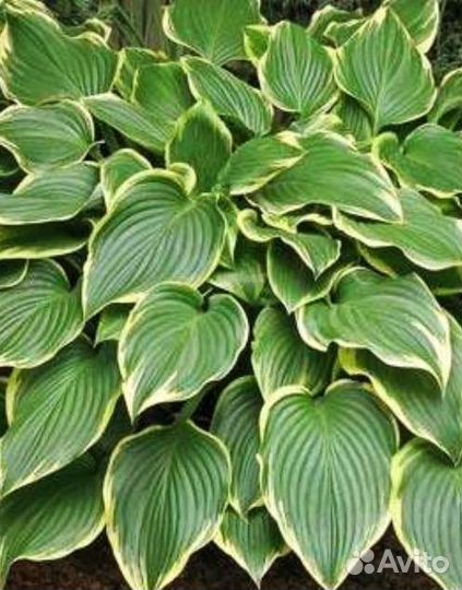 Хоста Примадонна