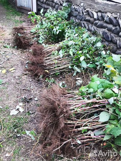 Саженцы малины полька