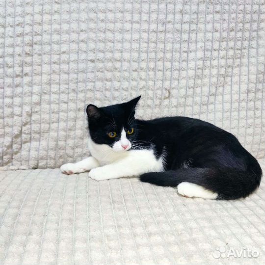 Кошка в дар бесплатно