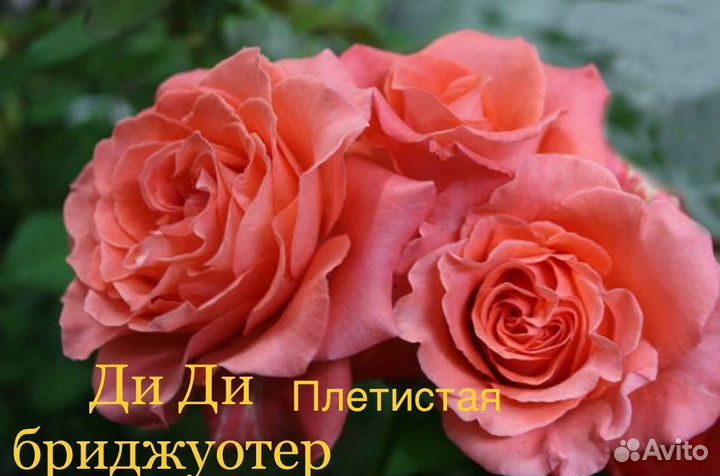 Розы плетистые на осень 2024г