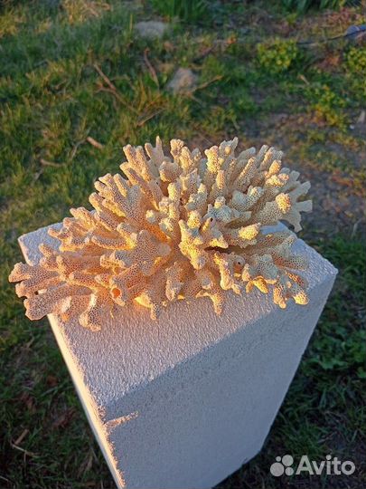 Натуральный коралл