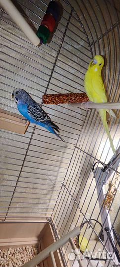 Волнистые попугаи