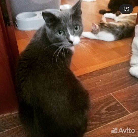 Кошечка Дракоша