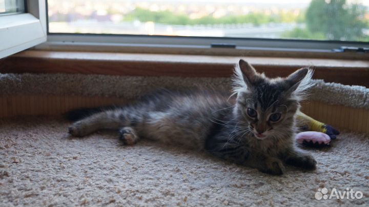 Заноза в поиске дома