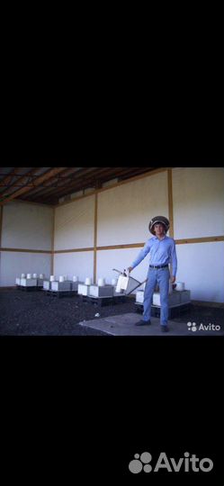 Пчелы отводки дадан и рут