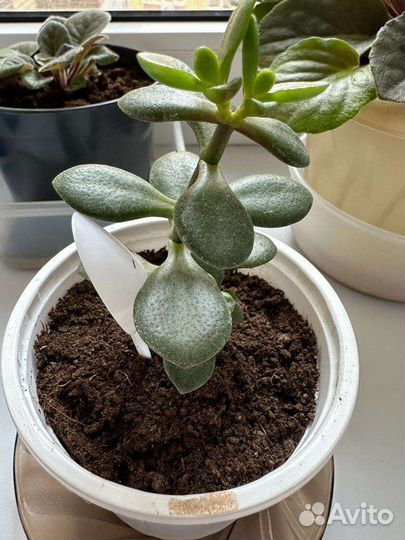 Домашние цветы - фиалки, толстянка