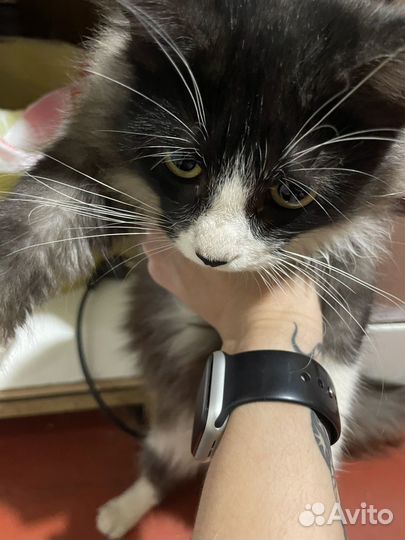 Кошка ищет дом