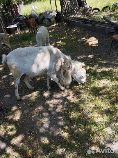 Катумские овцы