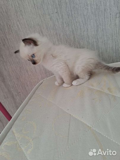 Кошка в дар бесплатно