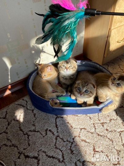 Шотландские котята